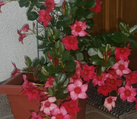 费伦沃宏舍贝尔酒店 公寓 *